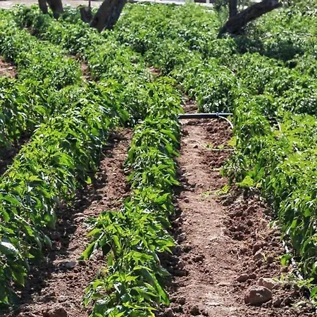 Alis Farm Boutique & 2* Assos