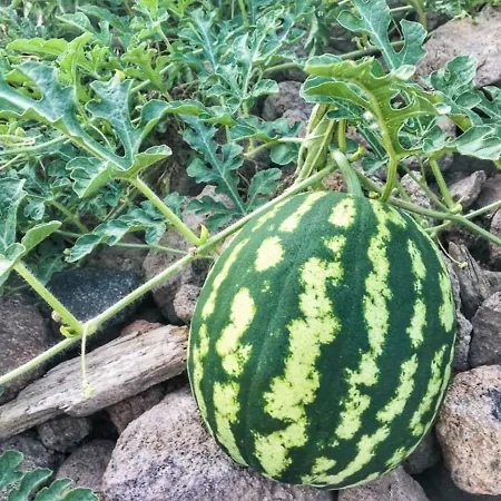 Alis Farm Boutique & 2* Assos