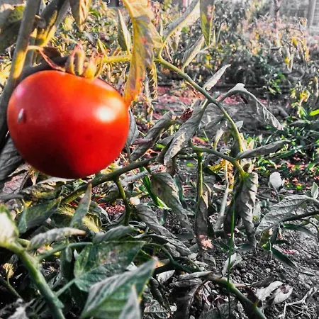 Hotel Alis Farm Boutique &